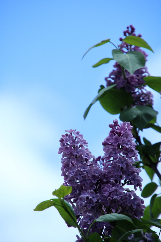 f:id:leiurus:20180527170841j:plain f:id:leiurus:20180527170841j:plain