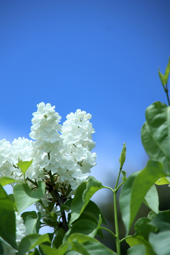 f:id:leiurus:20180527170938j:plain f:id:leiurus:20180527170938j:plain