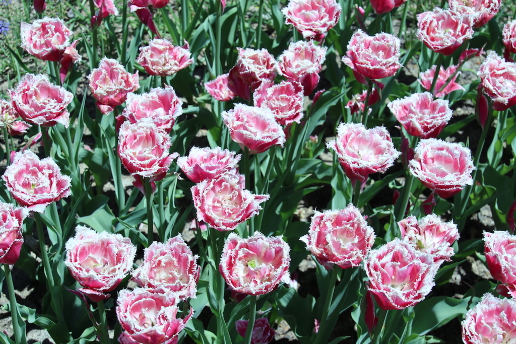 f:id:leiurus:20180527171622j:plain f:id:leiurus:20180527171622j:plain