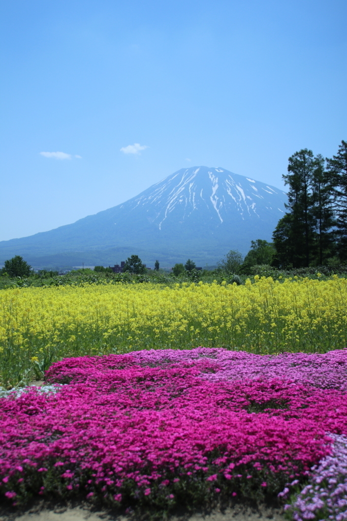 f:id:leiurus:20180606170314j:plain f:id:leiurus:20180606170314j:plain