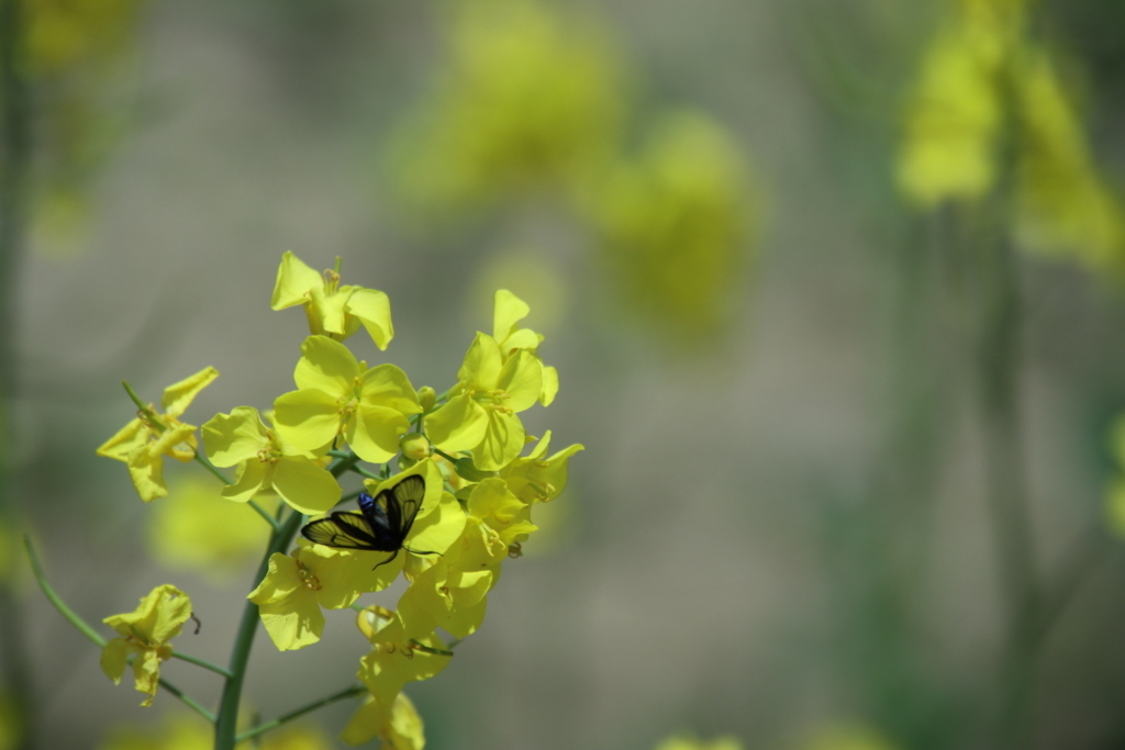 f:id:leiurus:20180606170334j:plain f:id:leiurus:20180606170334j:plain