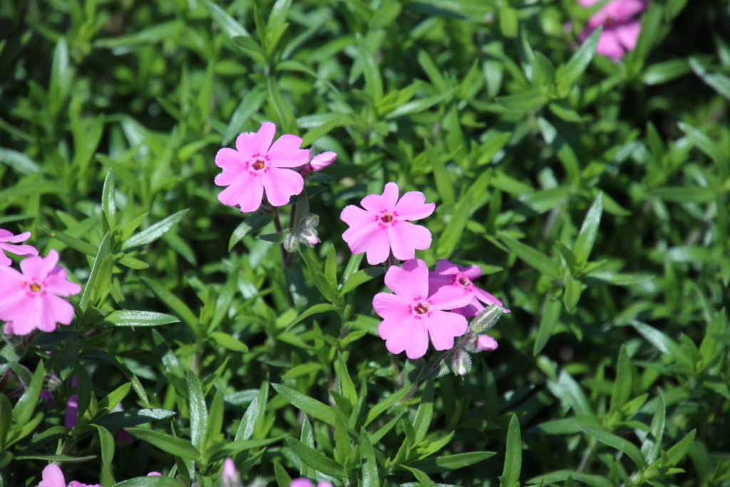 f:id:leiurus:20180606170418j:plain f:id:leiurus:20180606170418j:plain