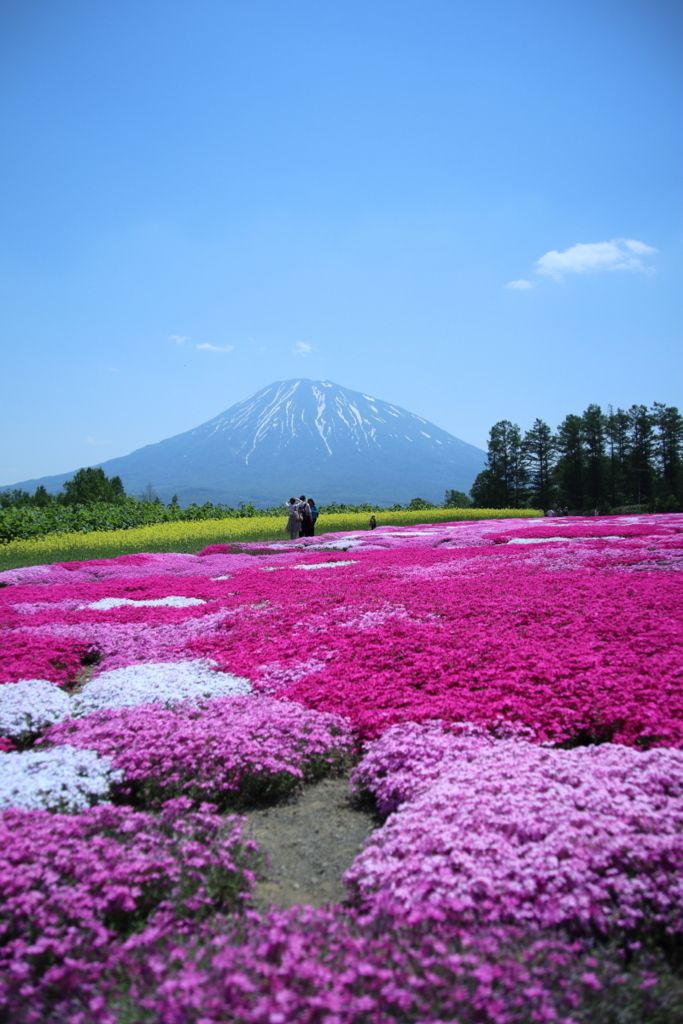f:id:leiurus:20180606170427j:plain f:id:leiurus:20180606170427j:plain