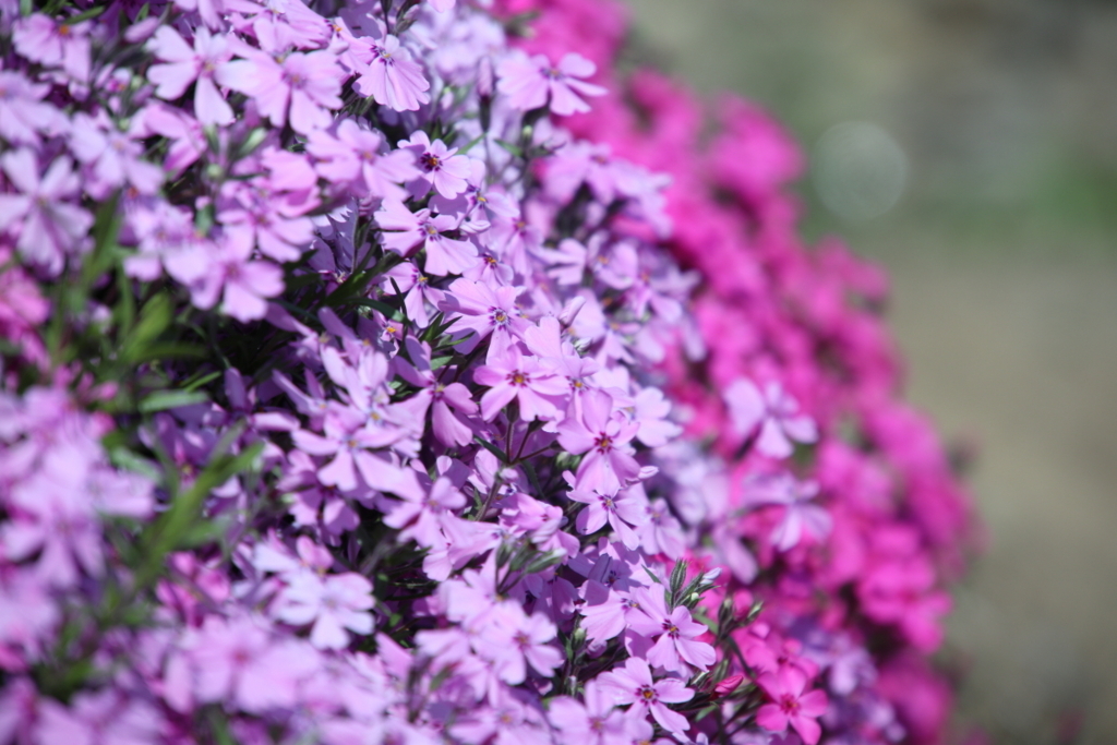 f:id:leiurus:20180606170438j:plain f:id:leiurus:20180606170438j:plain