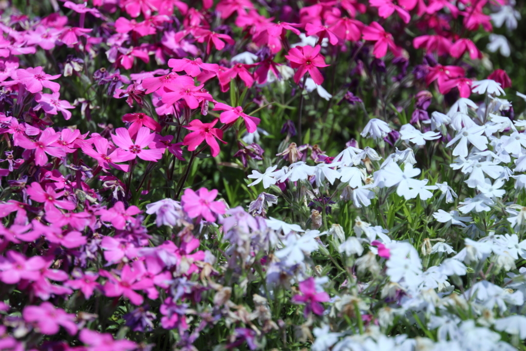 f:id:leiurus:20180606170610j:plain f:id:leiurus:20180606170610j:plain