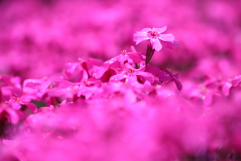 f:id:leiurus:20180606170631j:plain f:id:leiurus:20180606170631j:plain