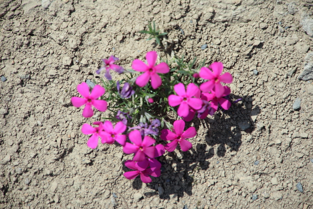 f:id:leiurus:20180606170708j:plain f:id:leiurus:20180606170708j:plain
