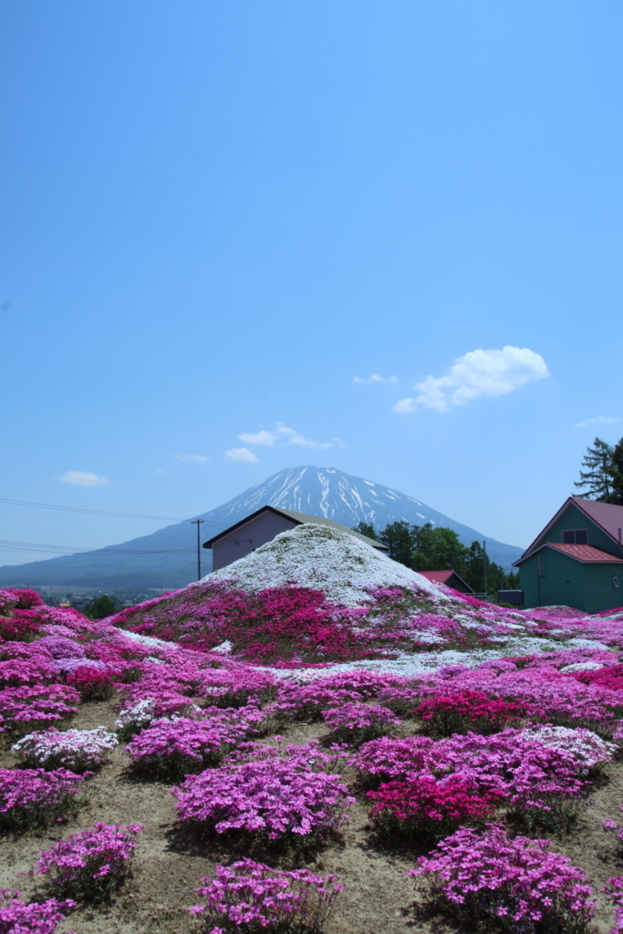 f:id:leiurus:20180606170754j:plain f:id:leiurus:20180606170754j:plain
