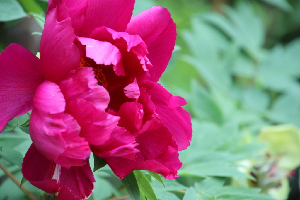 f:id:leiurus:20180610152541j:plain f:id:leiurus:20180610152541j:plain