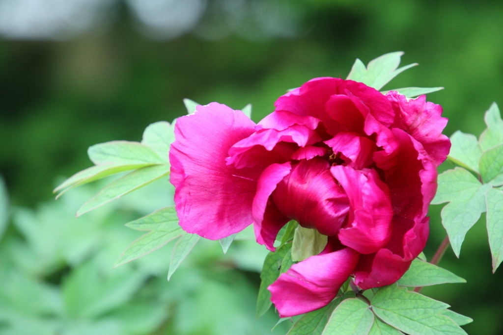 f:id:leiurus:20180610152550j:plain f:id:leiurus:20180610152550j:plain