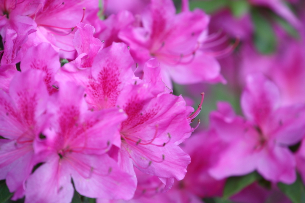 f:id:leiurus:20180610152558j:plain f:id:leiurus:20180610152558j:plain
