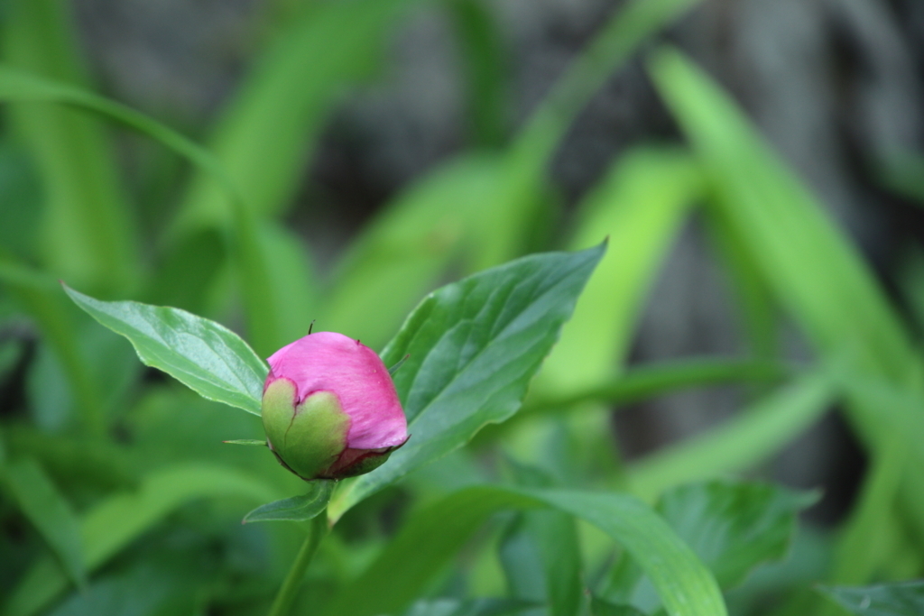 f:id:leiurus:20180610152616j:plain f:id:leiurus:20180610152616j:plain