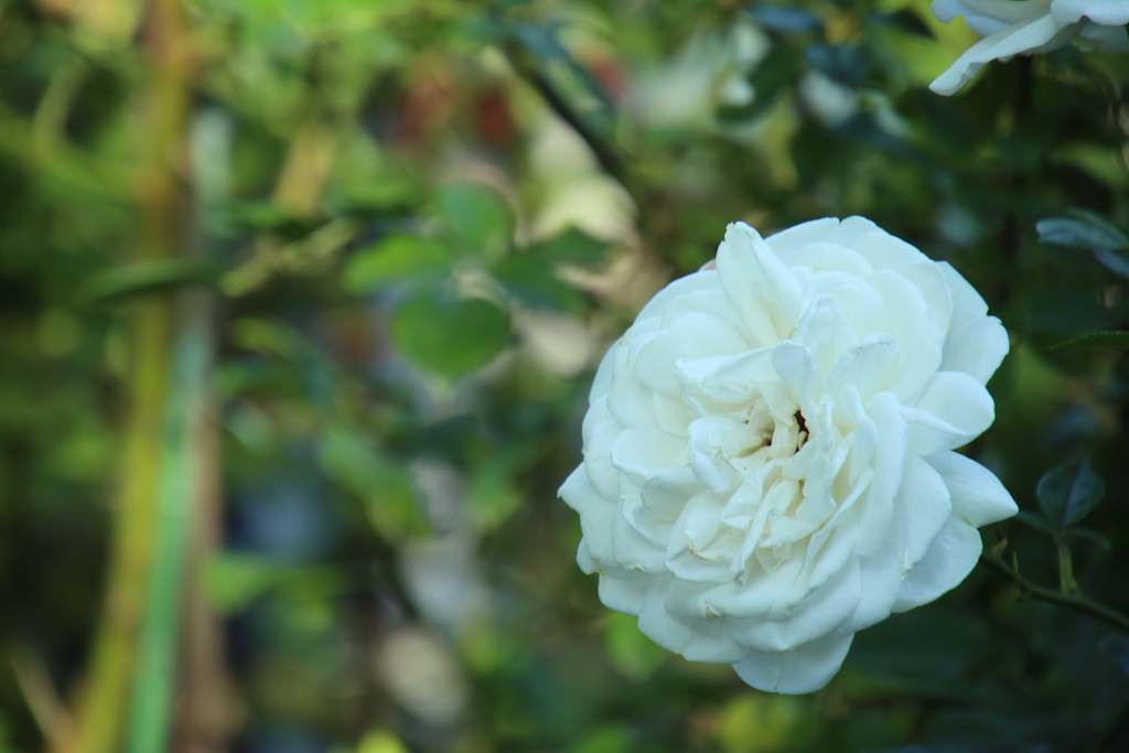 f:id:leiurus:20180724183926j:plain f:id:leiurus:20180724183926j:plain