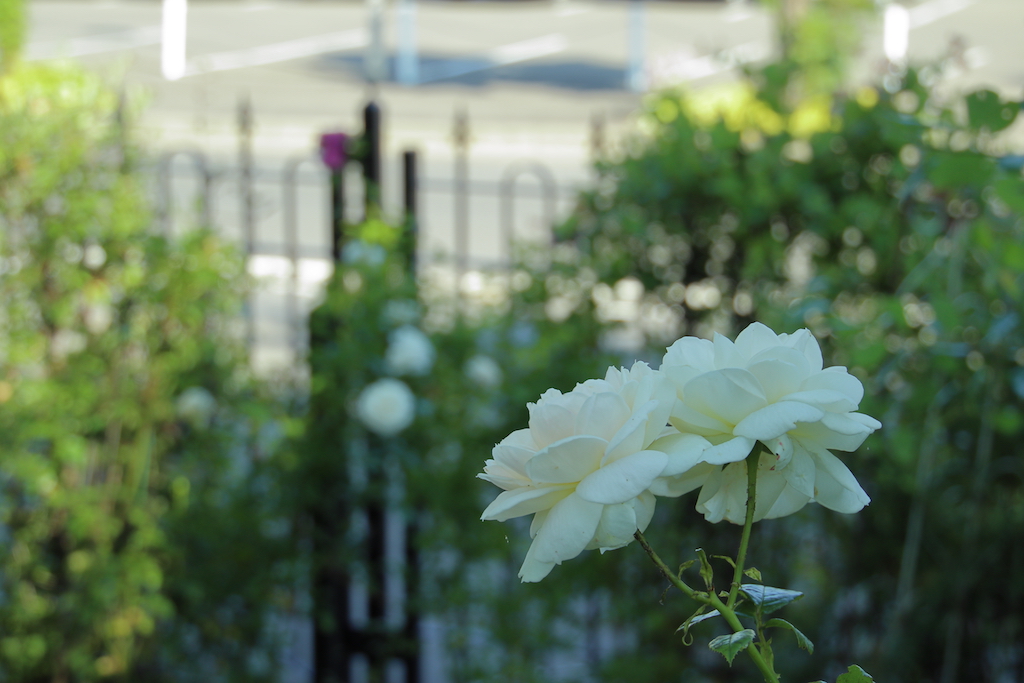 f:id:leiurus:20180724183944j:plain f:id:leiurus:20180724183944j:plain