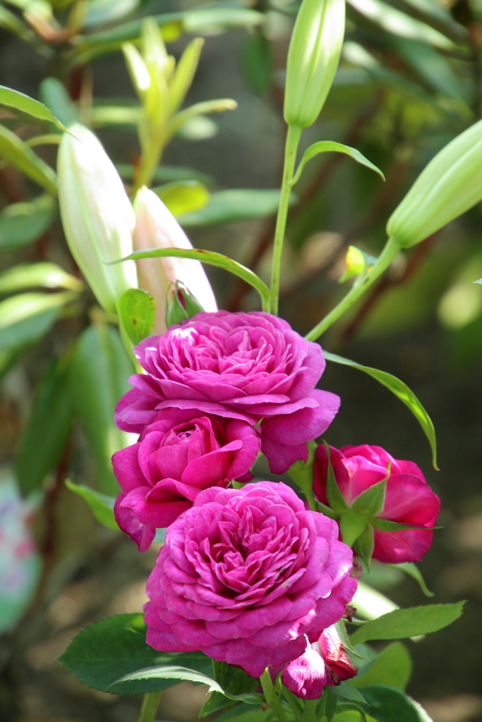 f:id:leiurus:20180724184053j:plain f:id:leiurus:20180724184053j:plain