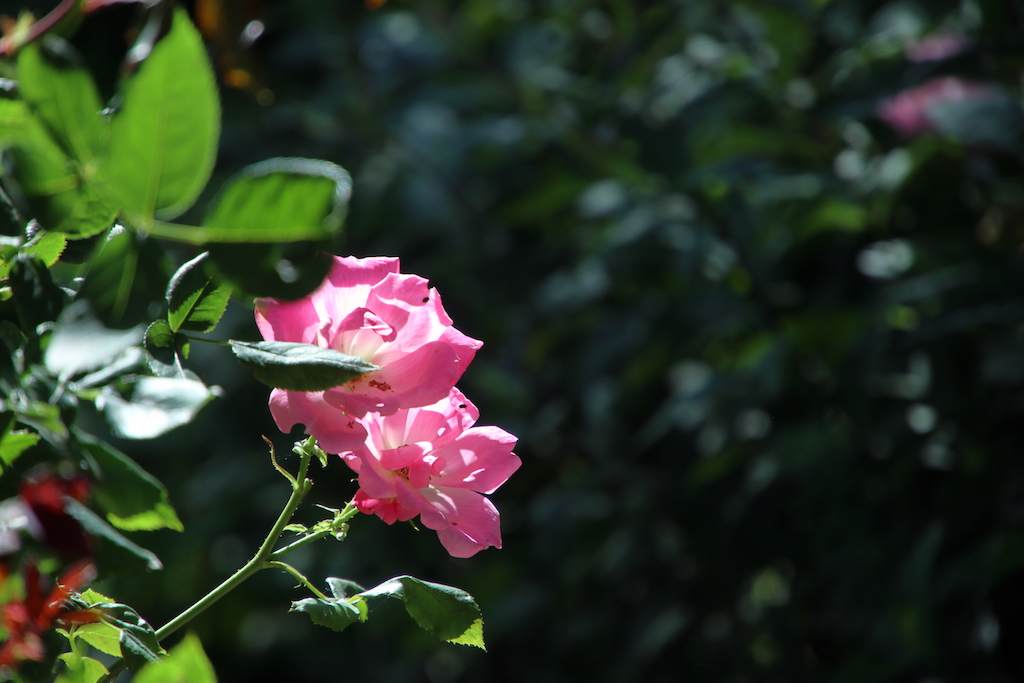 f:id:leiurus:20180724184121j:plain f:id:leiurus:20180724184121j:plain