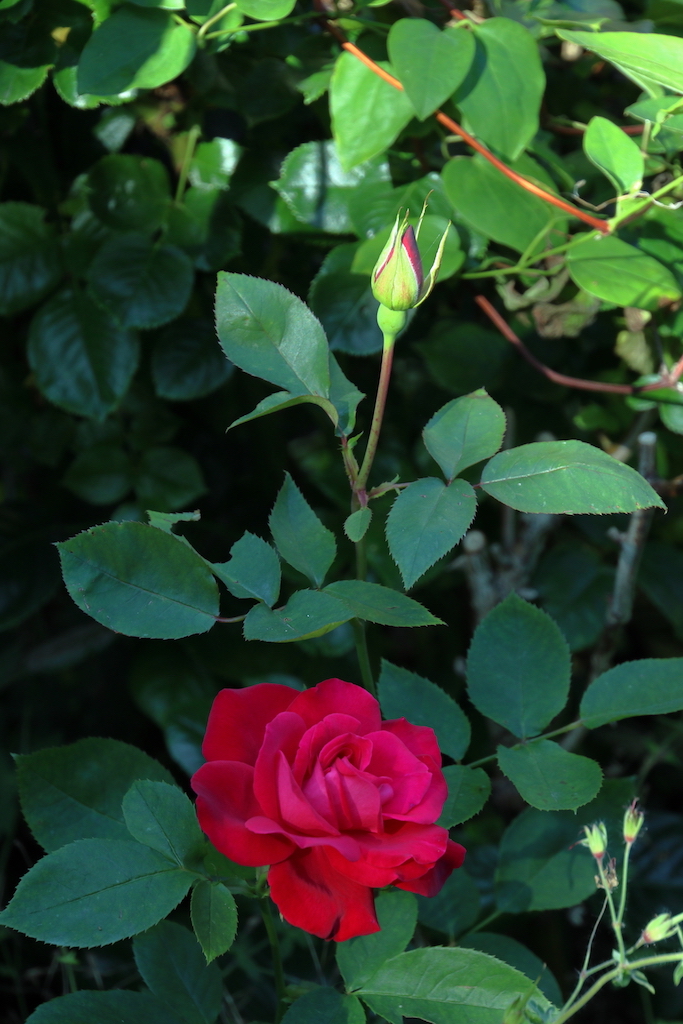 f:id:leiurus:20180724184147j:plain f:id:leiurus:20180724184147j:plain