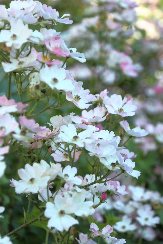 f:id:leiurus:20180724184155j:plain f:id:leiurus:20180724184155j:plain