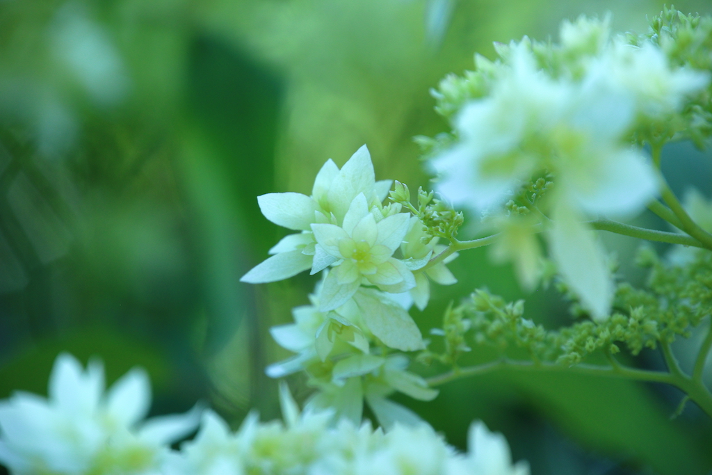 f:id:leiurus:20180724184202j:plain f:id:leiurus:20180724184202j:plain