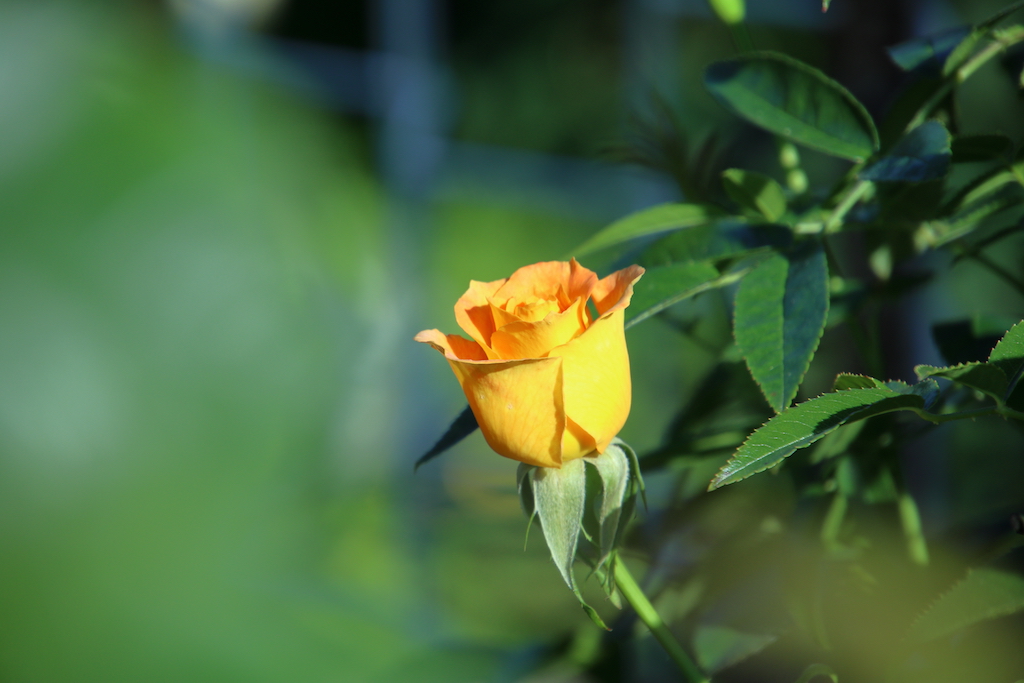 f:id:leiurus:20180724184214j:plain f:id:leiurus:20180724184214j:plain