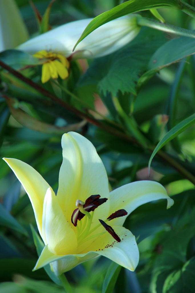 f:id:leiurus:20180724184234j:plain f:id:leiurus:20180724184234j:plain