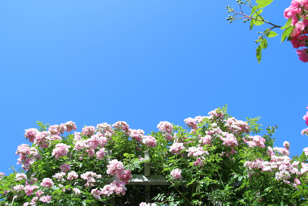 f:id:leiurus:20180724184258j:plain f:id:leiurus:20180724184258j:plain