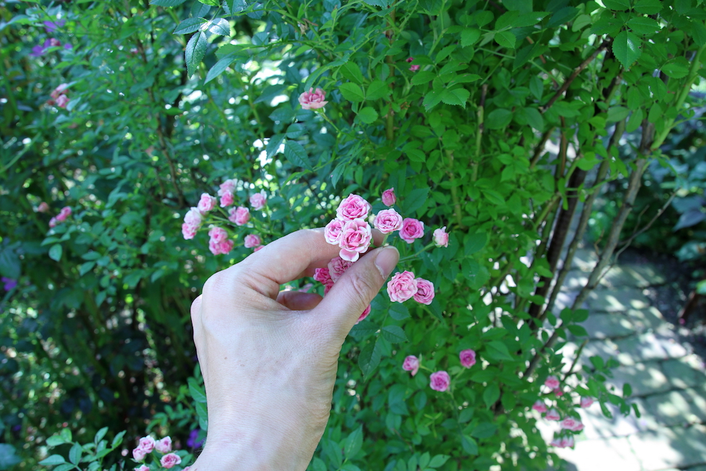 f:id:leiurus:20180724184305j:plain f:id:leiurus:20180724184305j:plain
