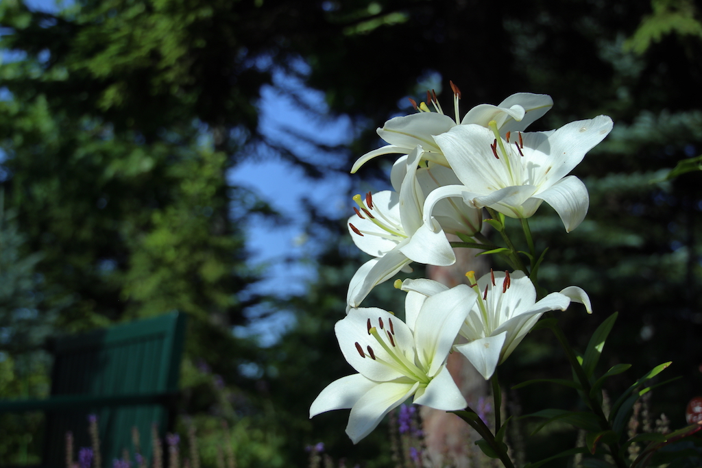 f:id:leiurus:20180724184416j:plain f:id:leiurus:20180724184416j:plain