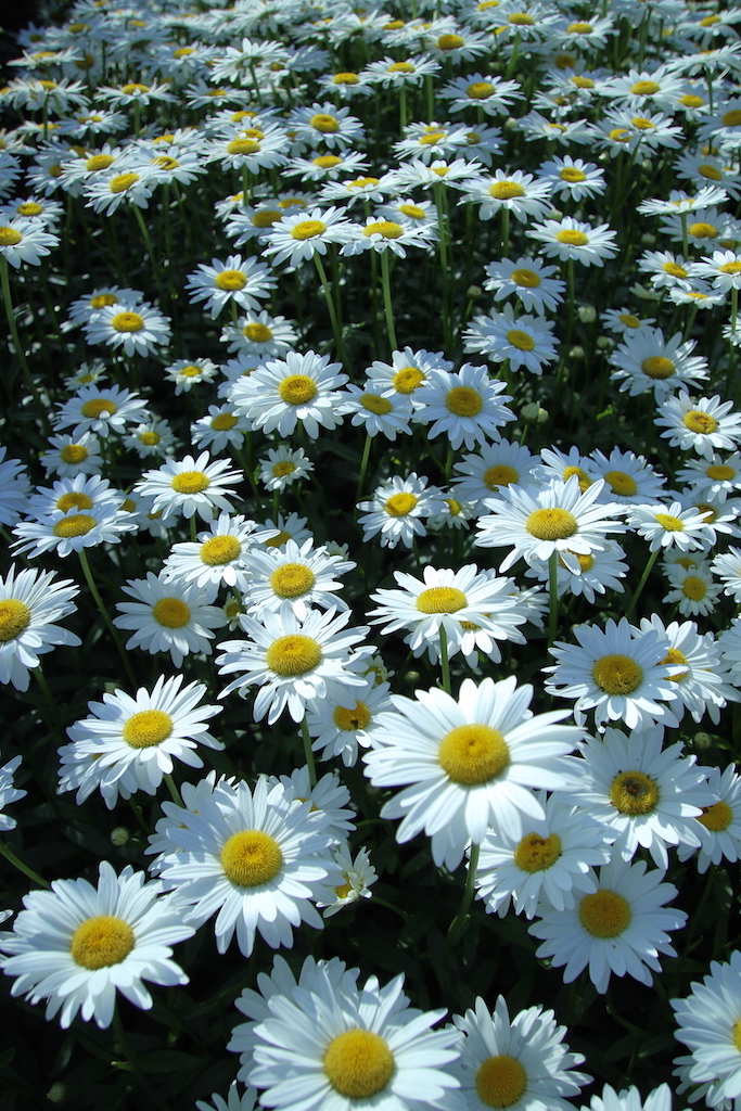 f:id:leiurus:20180724184425j:plain f:id:leiurus:20180724184425j:plain