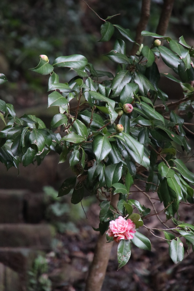 f:id:leiurus:20190324191447j:plain f:id:leiurus:20190324191447j:plain