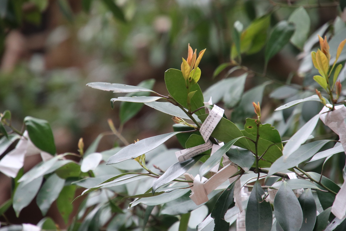 f:id:leiurus:20190324191516j:plain f:id:leiurus:20190324191516j:plain