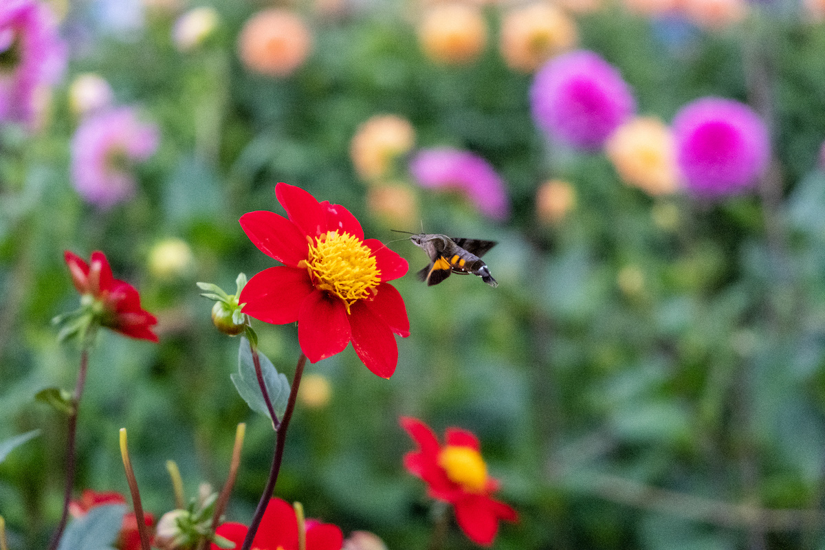 f:id:leiurus:20191016183238j:plain f:id:leiurus:20191016183238j:plain