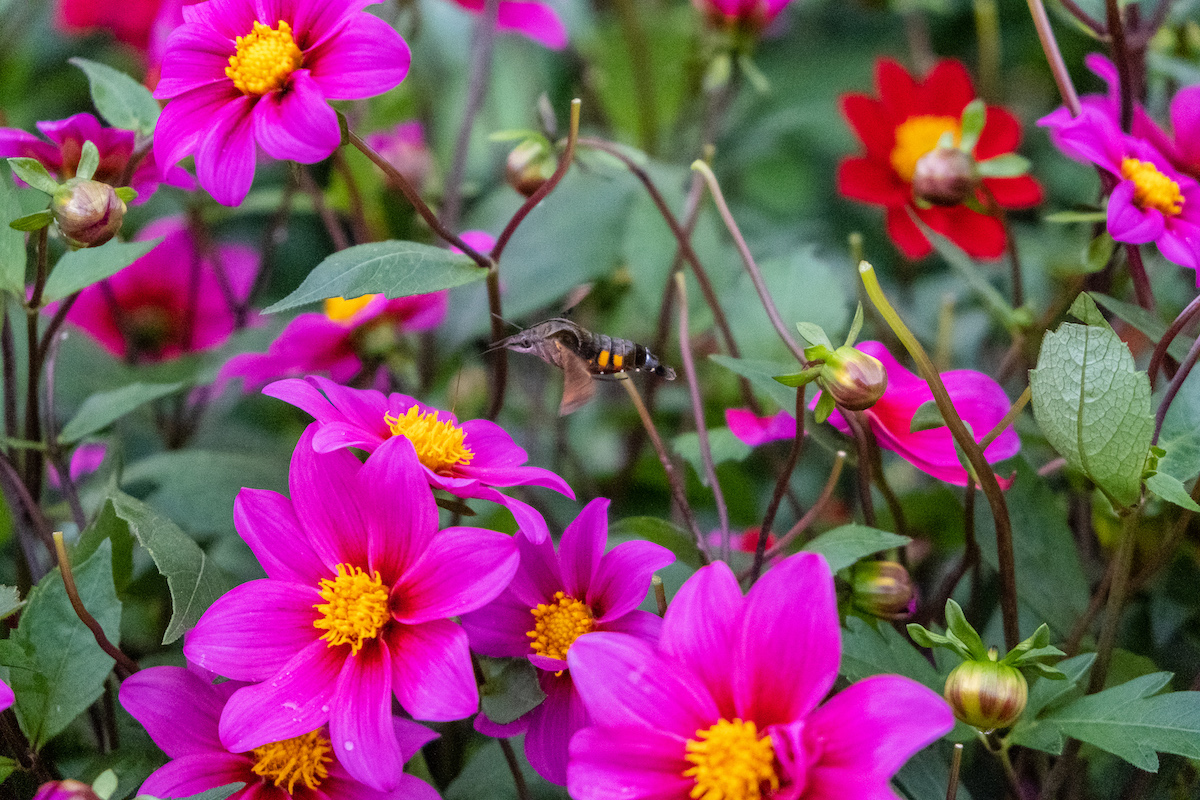 f:id:leiurus:20191016183250j:plain f:id:leiurus:20191016183250j:plain