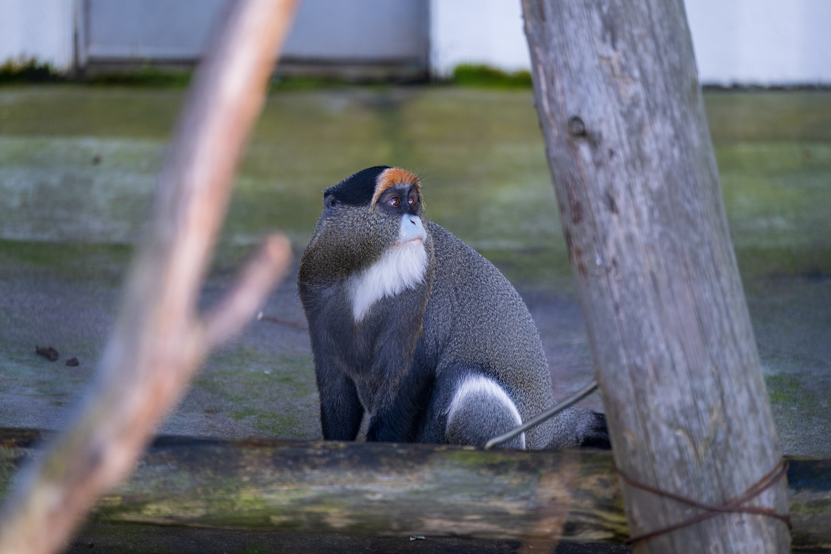 f:id:leiurus:20191104143759j:plain f:id:leiurus:20191104143759j:plain