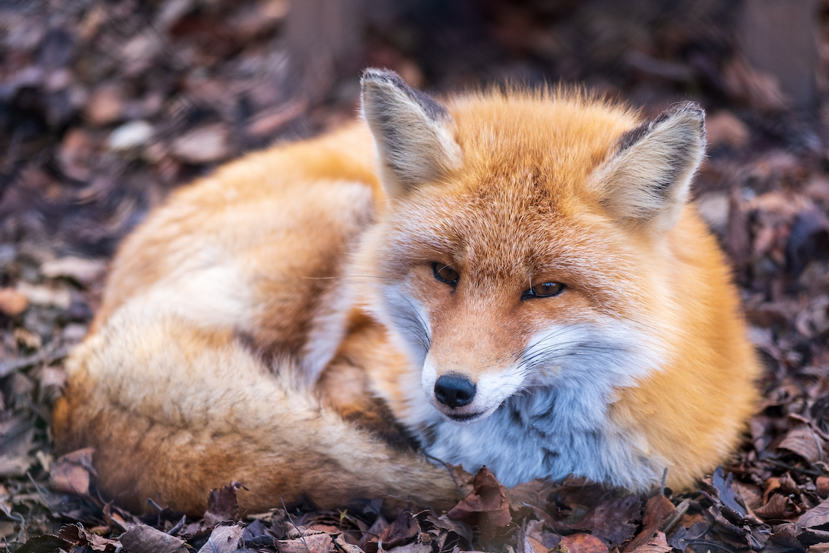 f:id:leiurus:20191104143851j:plain f:id:leiurus:20191104143851j:plain