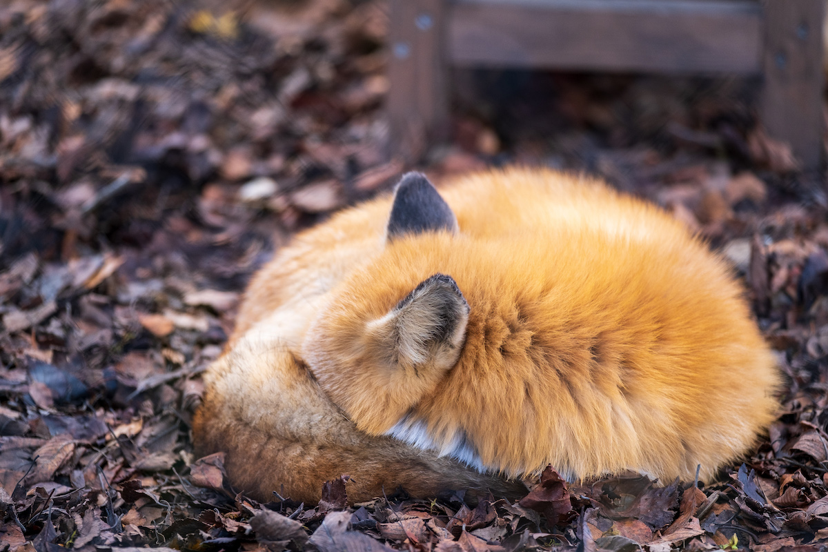f:id:leiurus:20191104143857j:plain f:id:leiurus:20191104143857j:plain