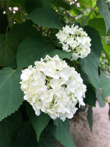 f:id:leka:20241016221808j:image
