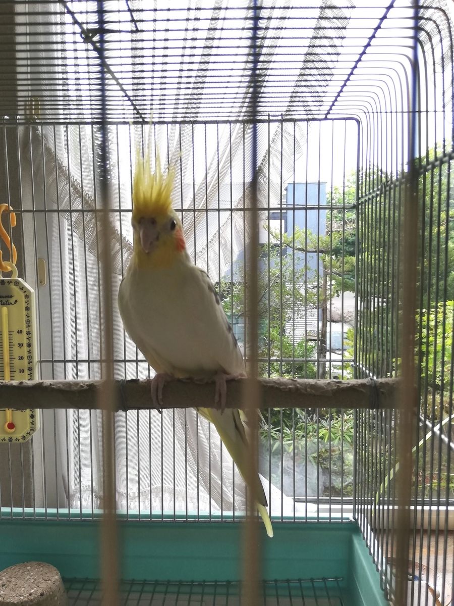 f:id:leleko:20191020105351j:plain f:id:leleko:20191020105351j:plain