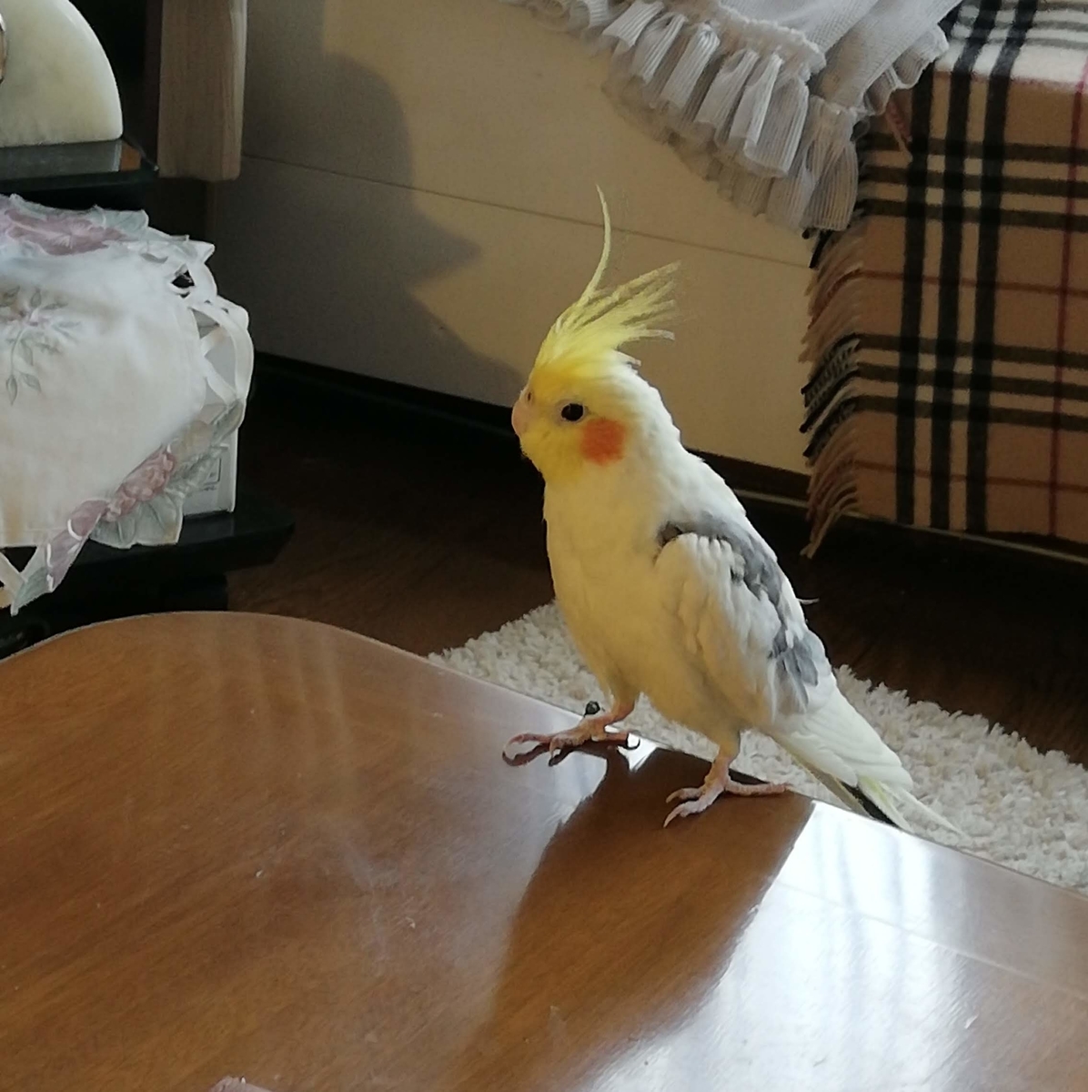 f:id:leleko:20191020105450j:plain f:id:leleko:20191020105450j:plain