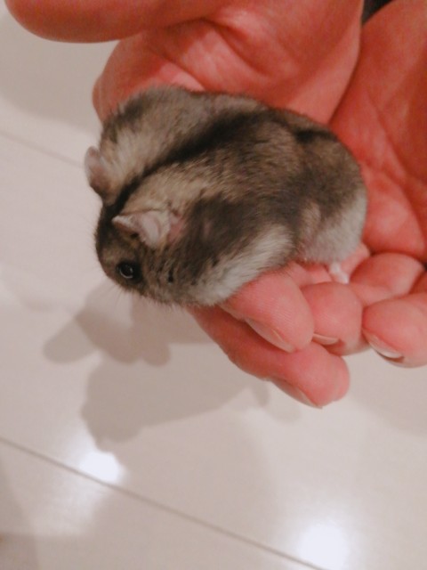 f:id:lemon-per:20210316135539j:image f:id:lemon-per:20210316135539j:image