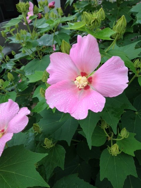 f:id:lemon99:20160802080443j:plain f:id:lemon99:20160802080443j:plain