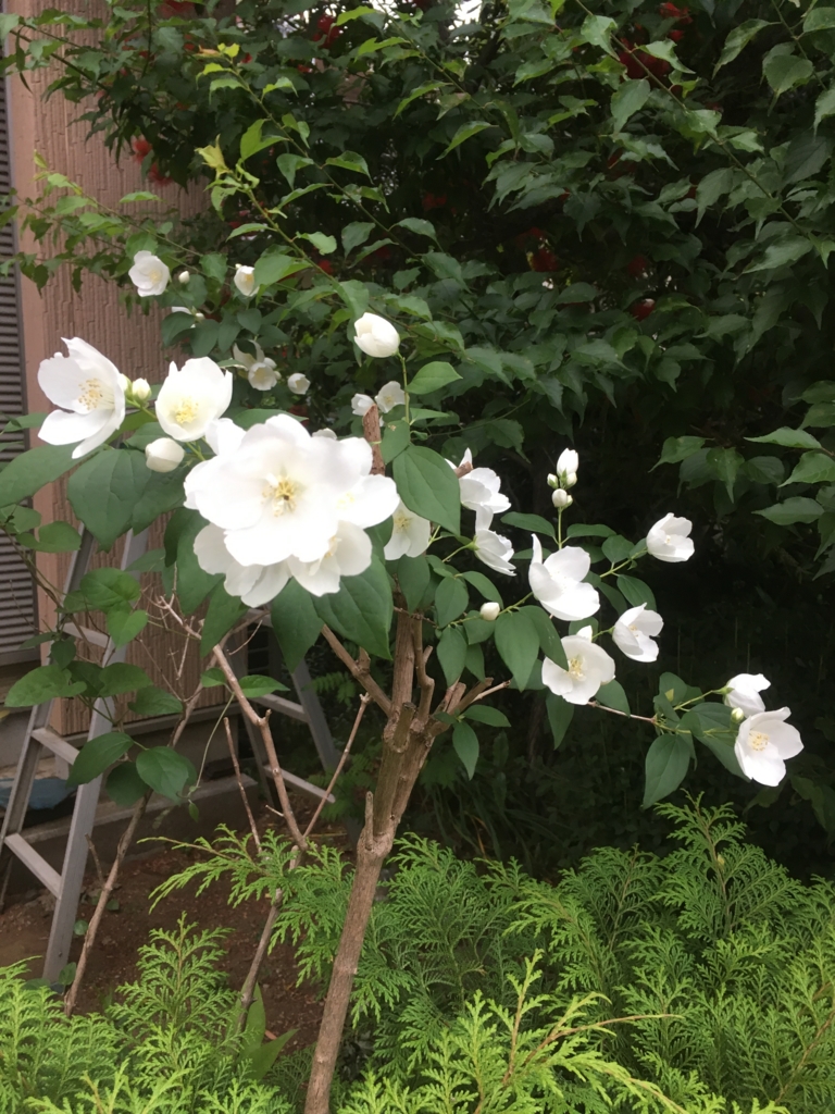 f:id:lemon99:20170524180049j:plain