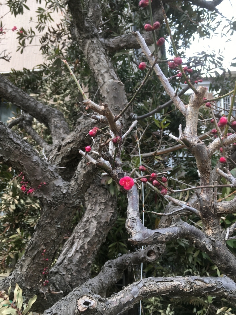 f:id:lemon99:20180221135252j:plain f:id:lemon99:20180221135252j:plain