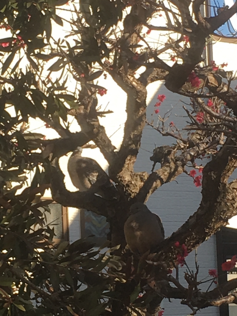 f:id:lemon99:20180302153135j:plain