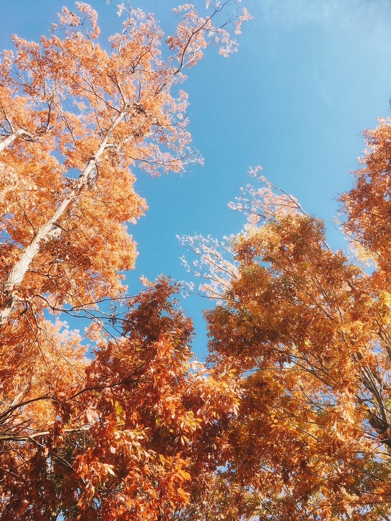 f:id:lemon99:20181201161620j:plain