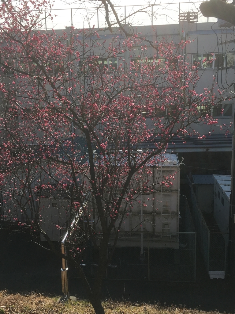 f:id:lemon99:20190125101418j:plain f:id:lemon99:20190125101418j:plain
