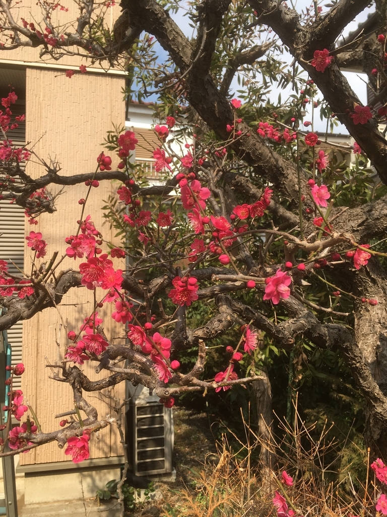 f:id:lemon99:20190226121458j:plain