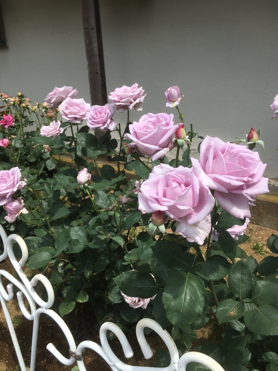 f:id:lemon99:20190517104429j:plain