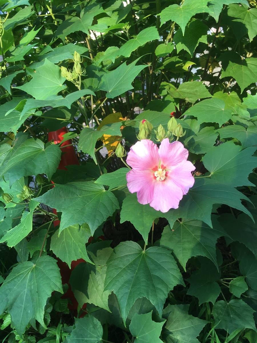f:id:lemon99:20190731063508j:plain