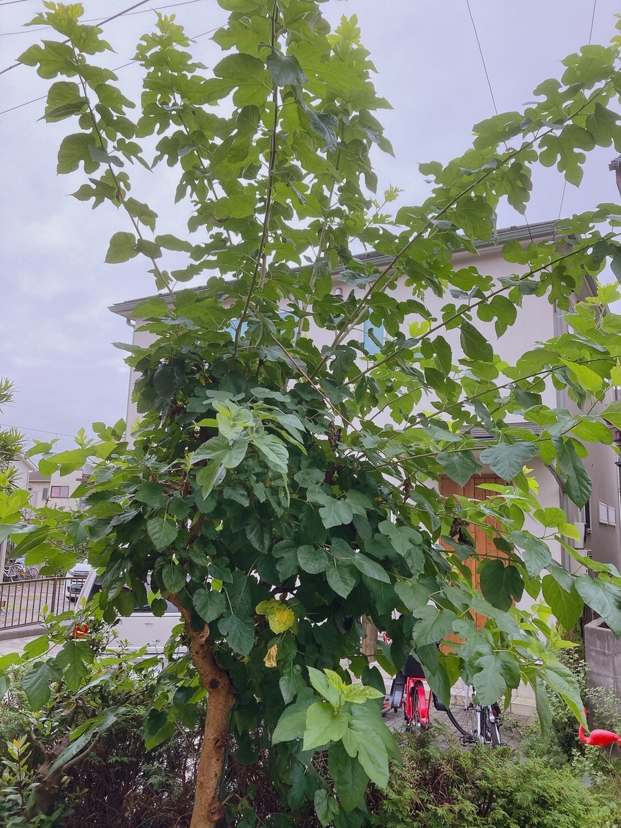 f:id:lemon99:20210925080841j:plain